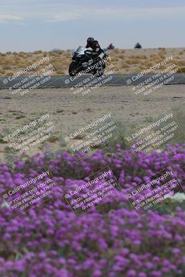 media/Jan-14-2023-SoCal Trackdays (Sat) [[497694156f]]/Turn 14 Exit Bloomig (145pm)/